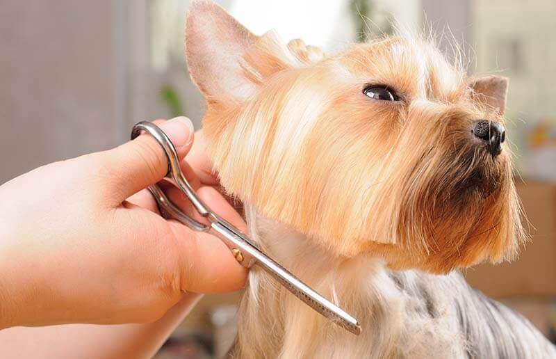 how to cut a long haired dog with scissors